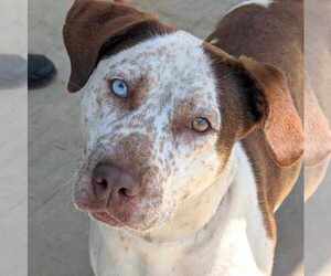 Catahoula Leopard Dog-Unknown Mix Dogs for adoption in Anniston, AL, USA