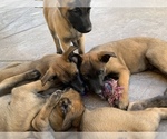 Small Photo #11 Belgian Malinois Puppy For Sale in PALMDALE, CA, USA