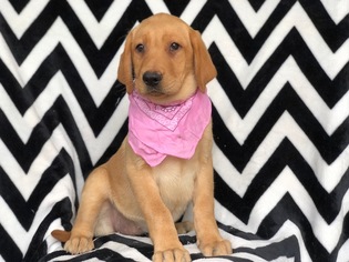 Labrador Retriever Puppy for sale in EAST EARL, PA, USA