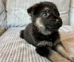 German Shepherd Dog Puppy for sale in ROYSE CITY, TX, USA