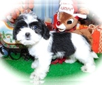 Small Photo #3 ShihPoo-Unknown Mix Puppy For Sale in HAMMOND, IN, USA