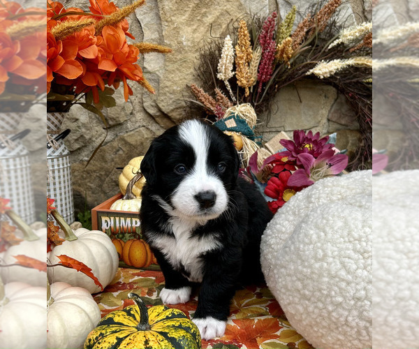 Medium Photo #1 Bordernese Puppy For Sale in LATROBE, PA, USA