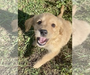 Golden Retriever Puppy for sale in RIGA, MI, USA