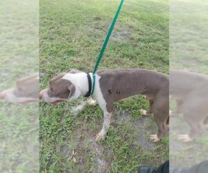 Labrador Retriever-Unknown Mix Dogs for adoption in St. Cloud, FL, USA