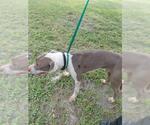 RUBBLE - Male Labrador Retriever-Unknown Mix Dog for Adoption - Small photo