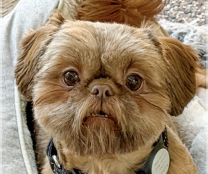 Shih Tzu Dogs for adoption in San Ramon, CA, USA
