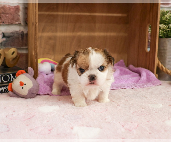 Medium Photo #4 Shih Tzu Puppy For Sale in SYRACUSE, IN, USA