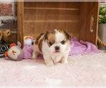 Small #3 Shih Tzu