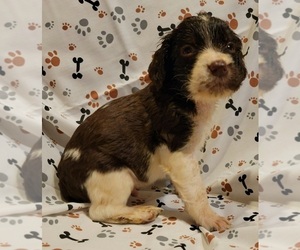 English Springer Spaniel Puppy for sale in HENDERSON, NC, USA