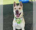 Small #1 American Pit Bull Terrier-German Shepherd Dog Mix