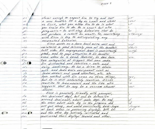 Medium Photo #10 American Pit Bull Terrier-Texas Heeler Mix Puppy For Sale in Visalia, CA, USA