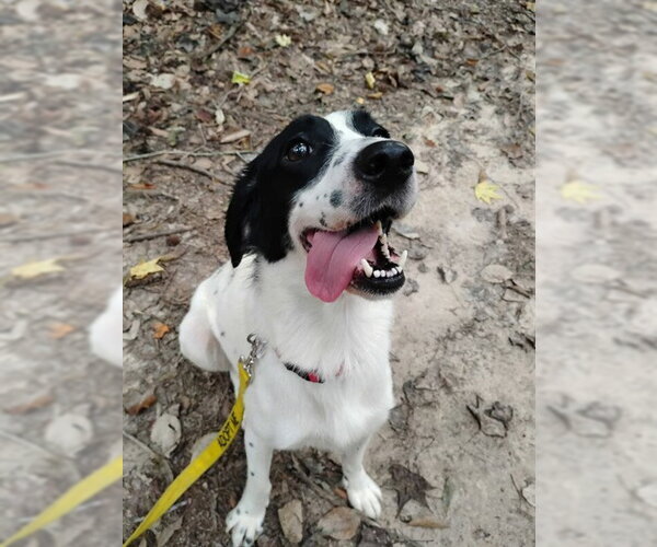Medium Photo #1 English Springer Spaniel-Unknown Mix Puppy For Sale in Easton, MD, USA