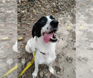 English Springer Spaniel-Unknown Mix Dogs for adoption in Easton, MD, USA