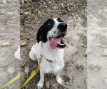 KYRA - Female English Springer Spaniel-Unknown Mix Dog for Adoption - Small photo
