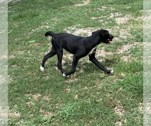 Boxer-Unknown Mix Dogs for adoption in Harrison, AR, USA