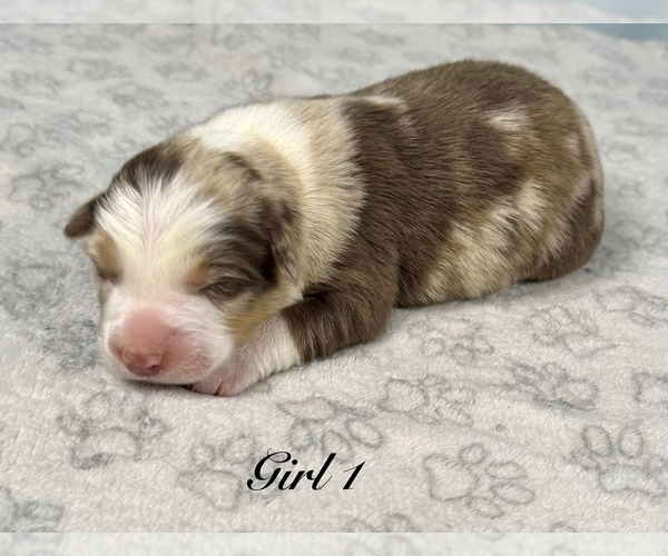 Medium Photo #64 Australian Shepherd Puppy For Sale in SALISBURY, NC, USA