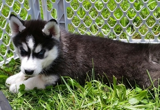 Siberian Husky Puppy for sale in LICKING, MO, USA