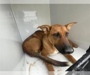 German Shepherd Dog Dogs for adoption in Houston, TX, USA