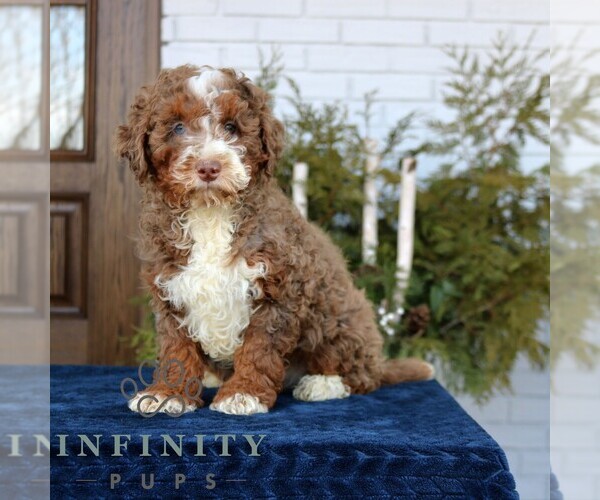 Medium Photo #1 Bernedoodle (Miniature) Puppy For Sale in NARVON, PA, USA