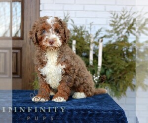 Bernedoodle (Miniature) Puppy for sale in NARVON, PA, USA