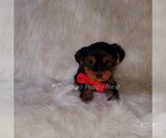 Small Photo #2 Yorkshire Terrier Puppy For Sale in OAK PARK, IL, USA