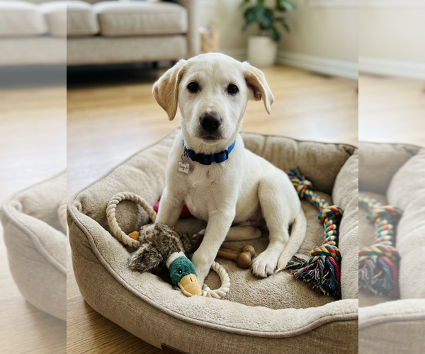 Medium Photo #1 Labrenees Puppy For Sale in Genesee, WI, USA