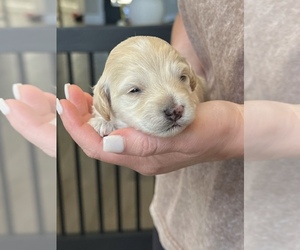 Maltipoo (Miniature) Puppy for sale in BESSEMER, AL, USA