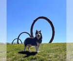 Small #3 Siberian Husky Mix