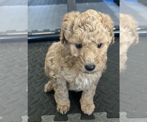 Goldendoodle (Miniature) Puppy for Sale in SUFFOLK, Virginia USA