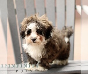 ShihPoo Puppy for sale in GORDONVILLE, PA, USA