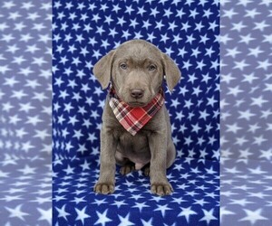 Labrador Retriever Puppy for sale in GLEN ROCK, PA, USA