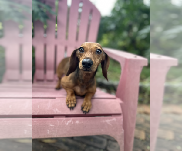 Medium Photo #2 Dachshund Puppy For Sale in Weston, FL, USA