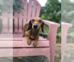 Small #1 Dachshund