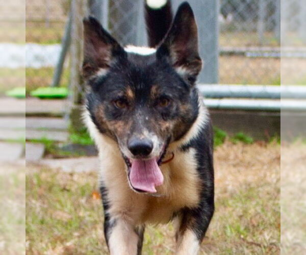 Medium Photo #1 Border Collie-Unknown Mix Puppy For Sale in Canton, CT, USA