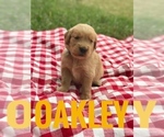 Small Photo #2 Golden Retriever Puppy For Sale in BOWLING GREEN, KY, USA