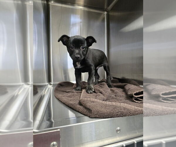 Medium Photo #3 Mutt Puppy For Sale in Evansville, IN, USA