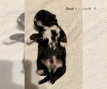 Small Photo #5 Shih Tzu Puppy For Sale in LONGWOOD, FL, USA