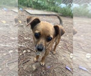 Chihuahua Dogs for adoption in Santa Maria, CA, USA
