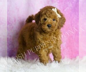Goldendoodle (Miniature) Puppy for sale in WARSAW, IN, USA