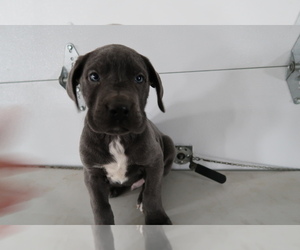 Great Dane Puppy for sale in GRAND RAPIDS, MI, USA
