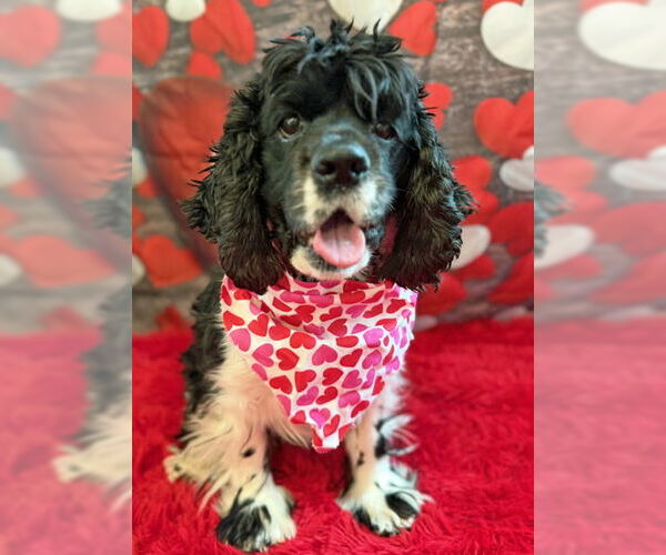 Medium Photo #3 Cocker Spaniel Puppy For Sale in Arlington, VA, USA