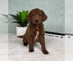 Small #1 Goldendoodle (Miniature)