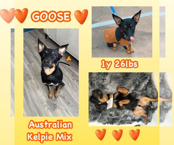 Medium Photo #4 Australian Kelpie-Unknown Mix Puppy For Sale in Dallas, TX, USA