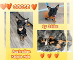 Small #3 Australian Kelpie Mix