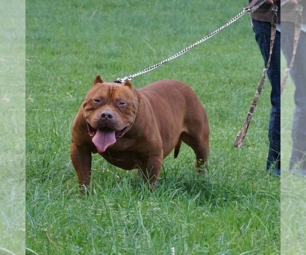 Medium Photo #1 American Bully Puppy For Sale in BIG STONE GAP, VA, USA