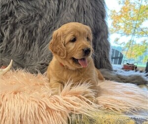 Golden Retriever Puppy for sale in WILLARD, WI, USA