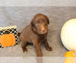 Small Photo #1 Double Doodle Puppy For Sale in BOTHELL, WA, USA
