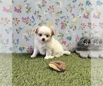 Small #13 Chihuahua