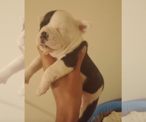 French Bulldog Puppy for sale in SEBASTIAN, FL, USA