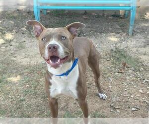 American Pit Bull Terrier-Unknown Mix Dogs for adoption in Waco, TX, USA